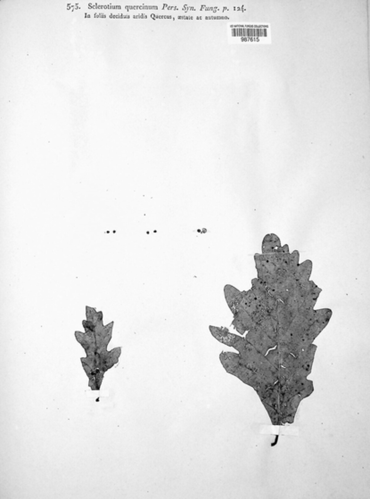 Typhula quercina image